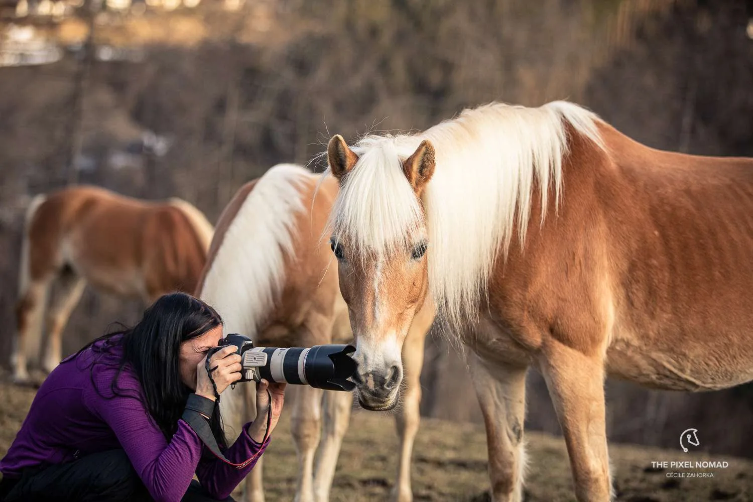 Keeping Files Safe While Traveling for Equine Photographers