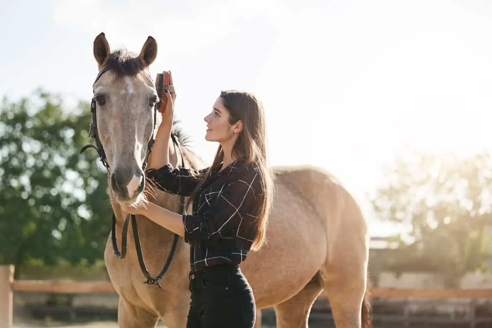 A Day in the Life of Horse Care for More Consistent Horse Photography