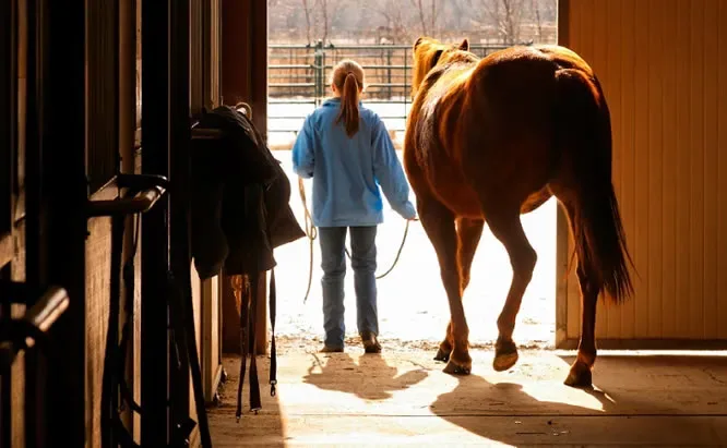 What Does a Daily Horse Care Routine Look Like?