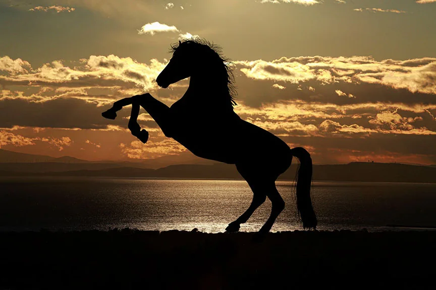How to Photograph Horse Silhouettes With Cleaner Shapes at Sunset
