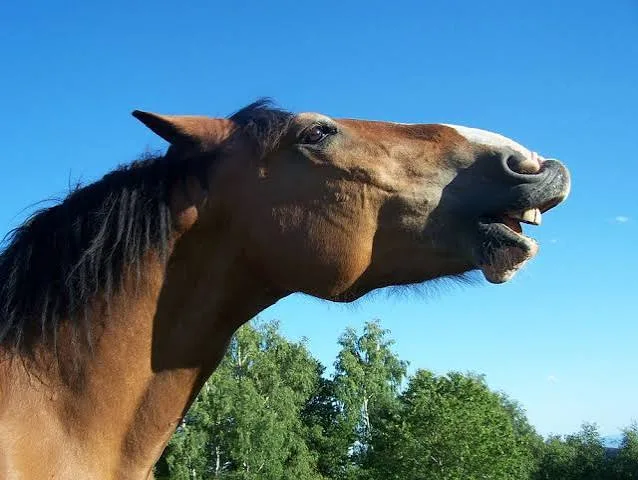 How to Reduce Noise in Equine Photos Without Smearing Detail