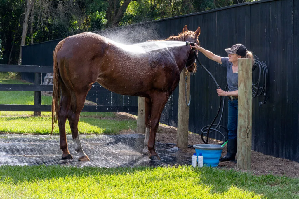 12 Things Nobody Tells You Before You Buy Your First Horse