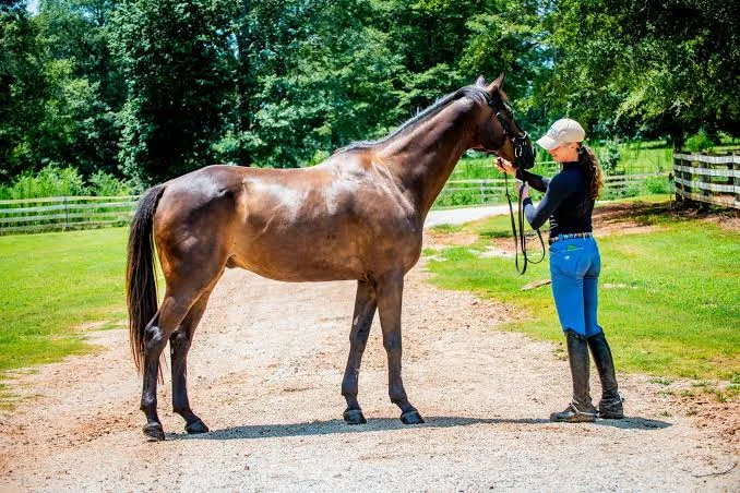 Built to Last for More Consistent Horse Photography