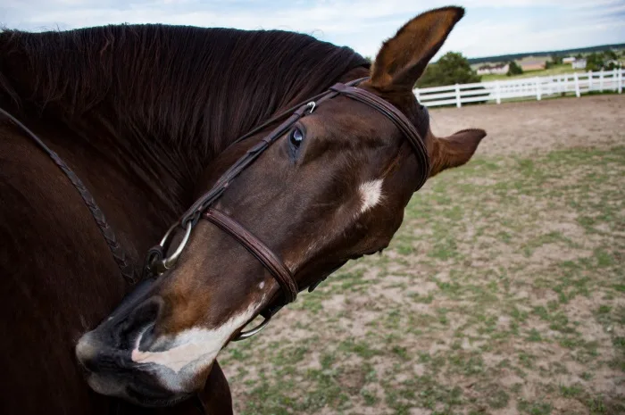 Built to Last for More Consistent Horse Photography
