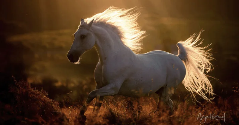 Built to Last for More Consistent Horse Photography