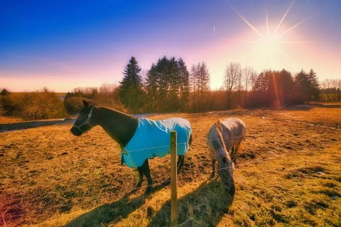 Horse Sunburn Signs, Prevention, and When to Call a Vet
