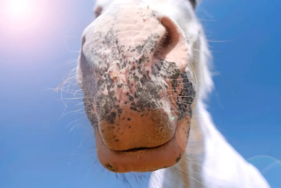 Horse Sunburn Signs, Prevention, and When to Call a Vet