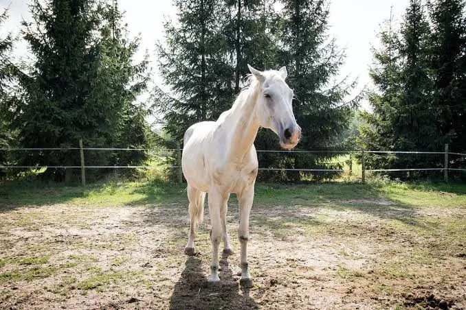 Horse Sunburn Signs, Prevention, and When to Call a Vet