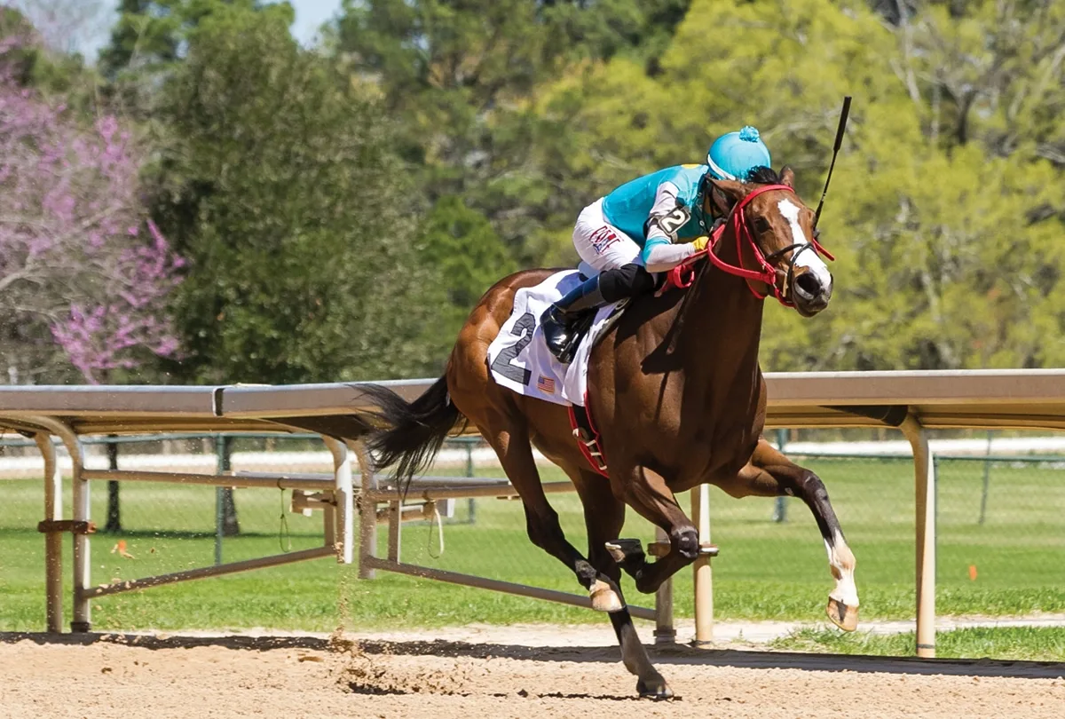 Equestrian Sport Is Under Scrutiny. Can Science Save It?