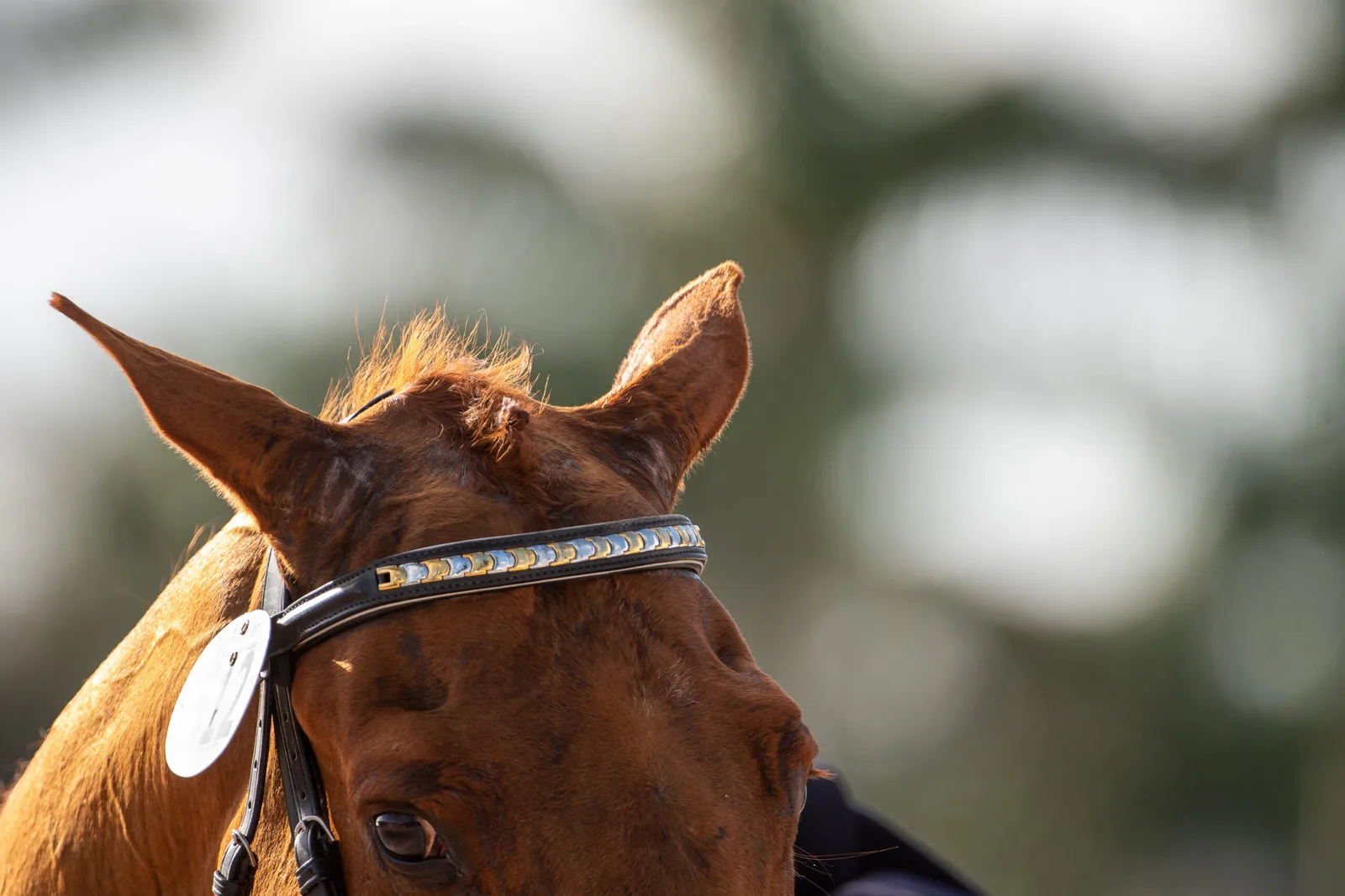 Equestrian Sport Is Under Scrutiny. Can Science Save It?
