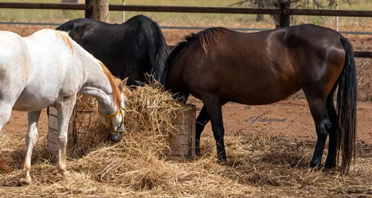 Feeding the Hard-Working Horse — A Beginner’s Guide
