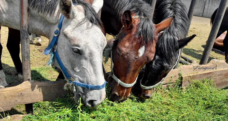 Feeding the Hard-Working Horse — A Beginner’s Guide