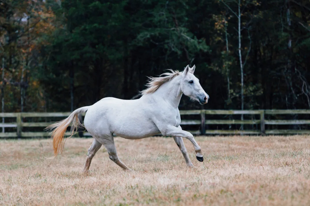 Finding Your Own Editing Style as a Western Horse Photographer