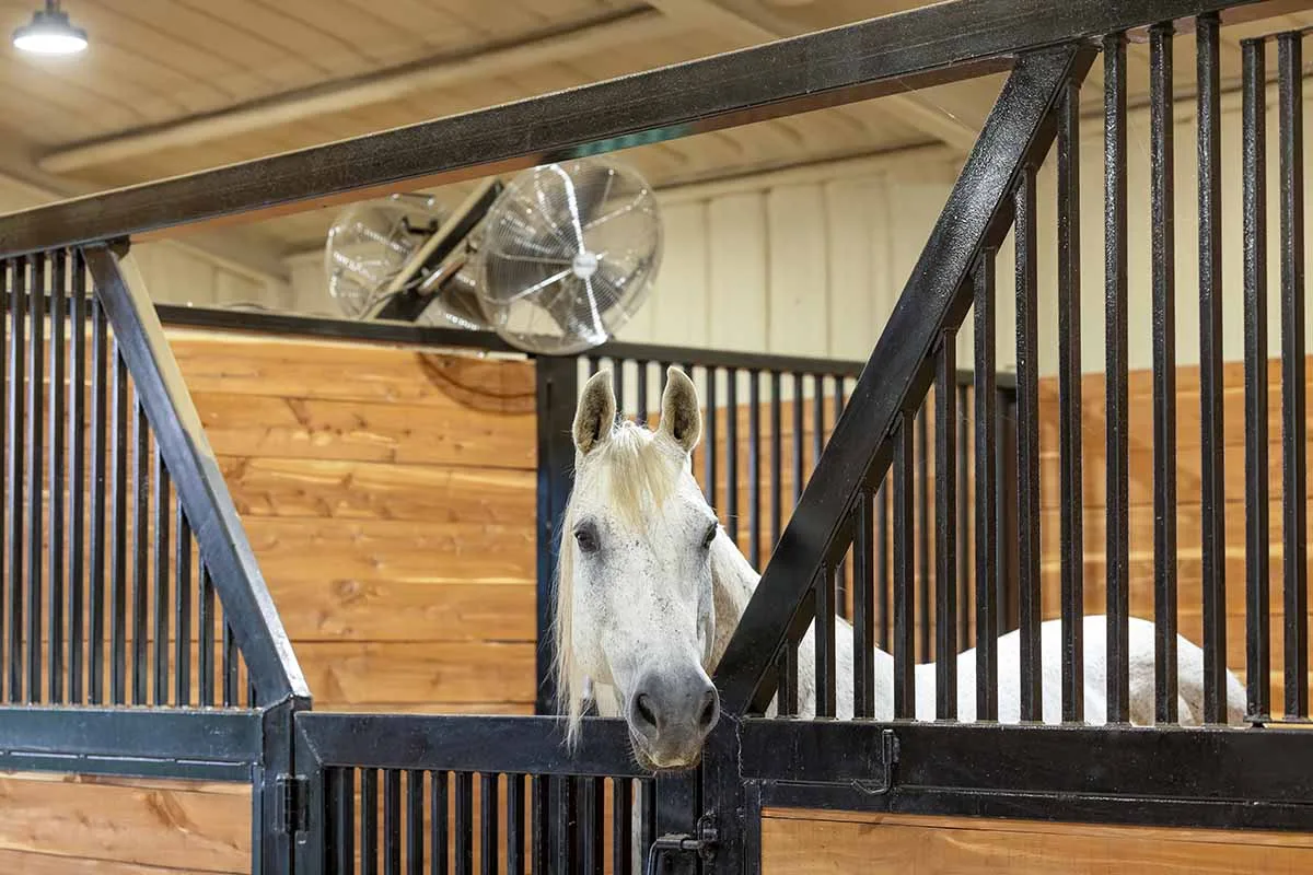 How Clean Does a Horse Stall Really Need to Be?