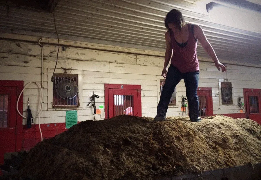 How Clean Does a Horse Stall Really Need to Be?