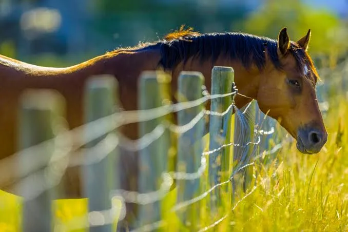 How Often Should a Horse Poop? for More Consistent Horse Photography