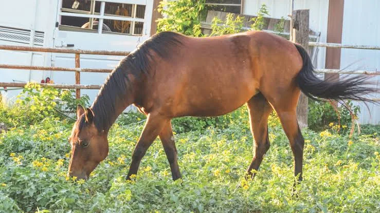 How Often Should a Horse Poop? for More Consistent Horse Photography