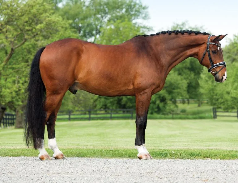 How to Choose Crop Ratios for Horse Photos Without Fighting the Subject Later
