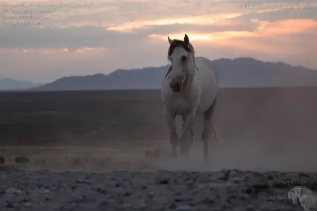 How to Fix Bright Skies in Horse Photos Without Making the Edit Look Fake