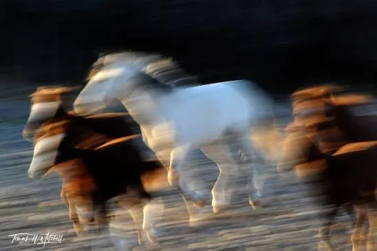 How to Photograph Horses in Motion by Reading Balance Through the Body