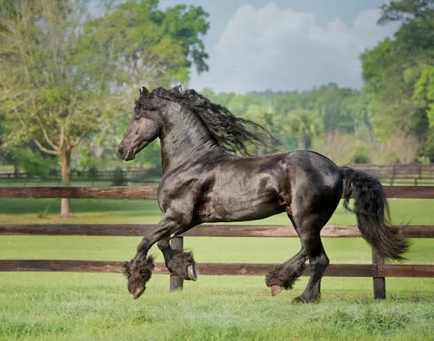 How to Photograph Horses in Motion by Reading Balance Through the Body