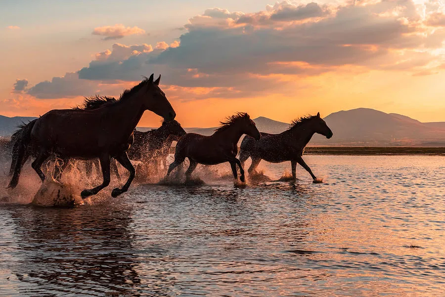 How to Photograph Horses in Water Without Creating Risk for the Horse or Rider
