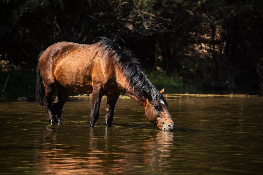 How to Photograph Horses in Water Without Creating Risk for the Horse or Rider