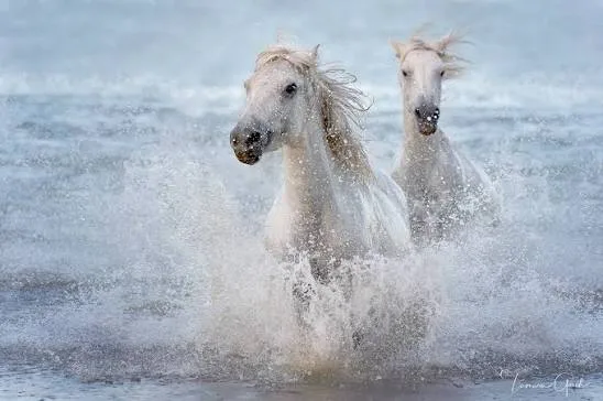 How to Photograph Horses in Water Without Creating Risk for the Horse or Rider