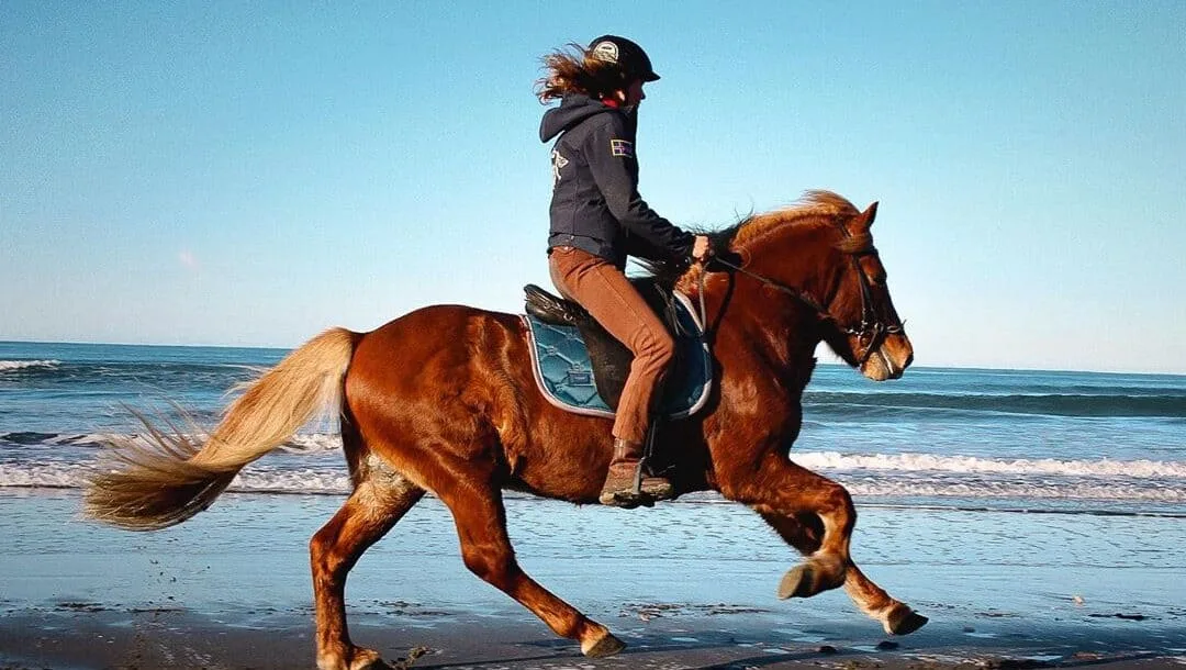 How to Safely and Confidently Master the Gallop