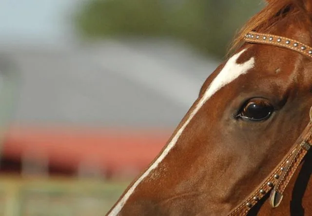 How to Trust Your Eye Before You Overedit a Good Horse Photo