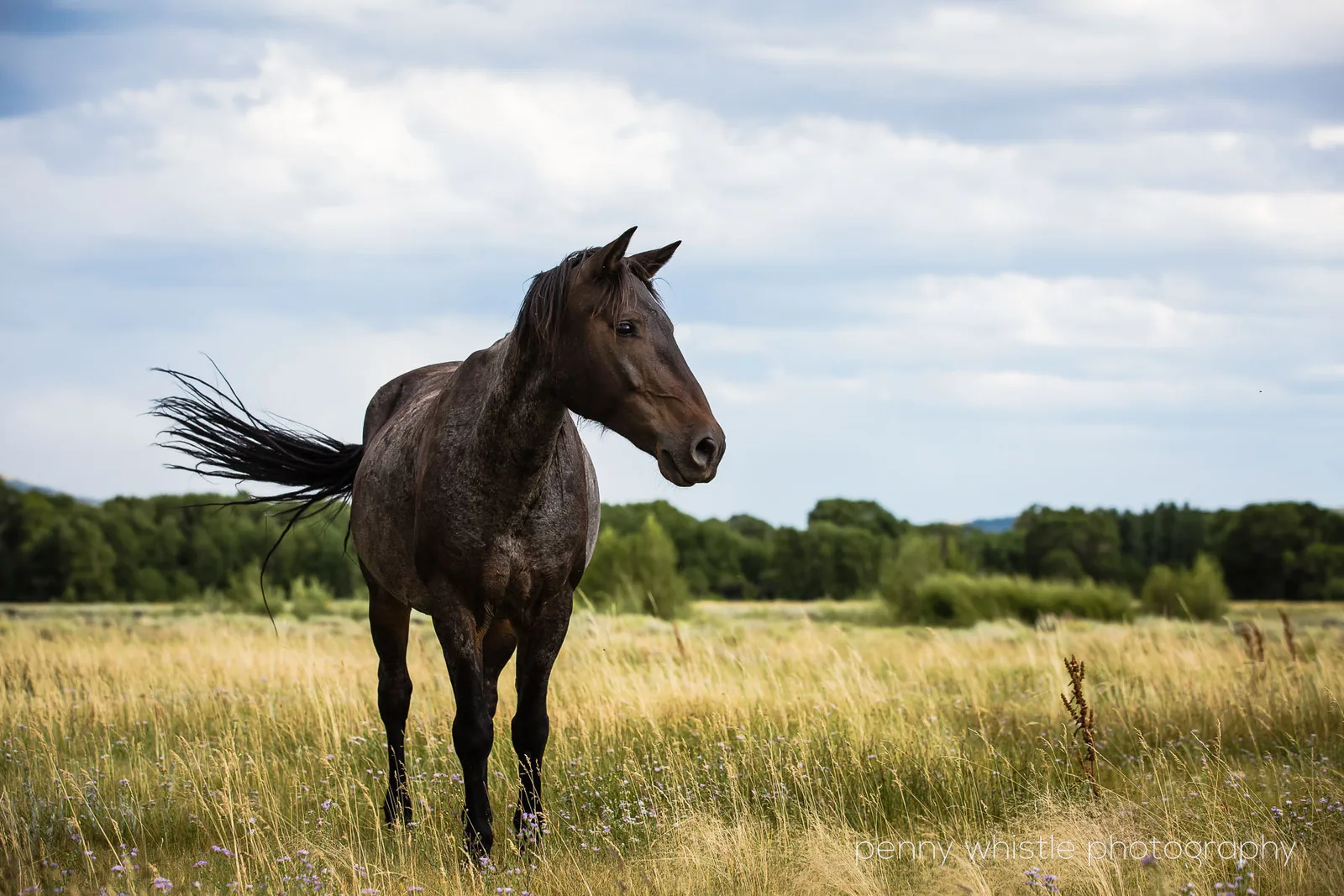 How to Use Focal Length for Horse Photos With Big Skies