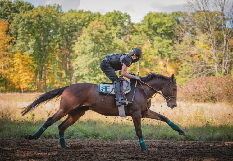 Is Your Sporthorse's Respiratory System Keeping Up? A Guide to Choosing the Right Support