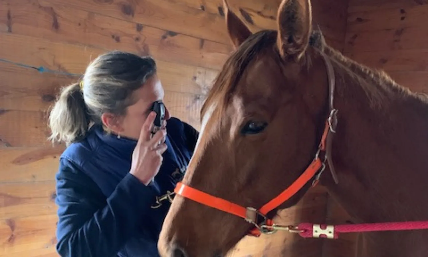 One Size Doesn’t Fit All — Sporthorse Longevity Starts With Smart, Individualized Care