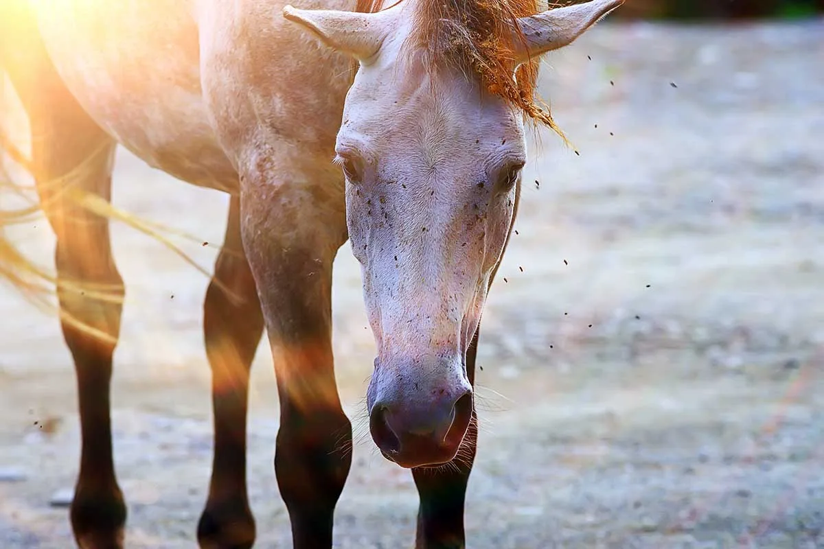 Protect Your Horse From New World Screwworm: Field Notes for Cleaner Horse Photos