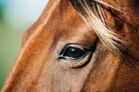 Protect Your Horse From New World Screwworm: Field Notes for Cleaner Horse Photos