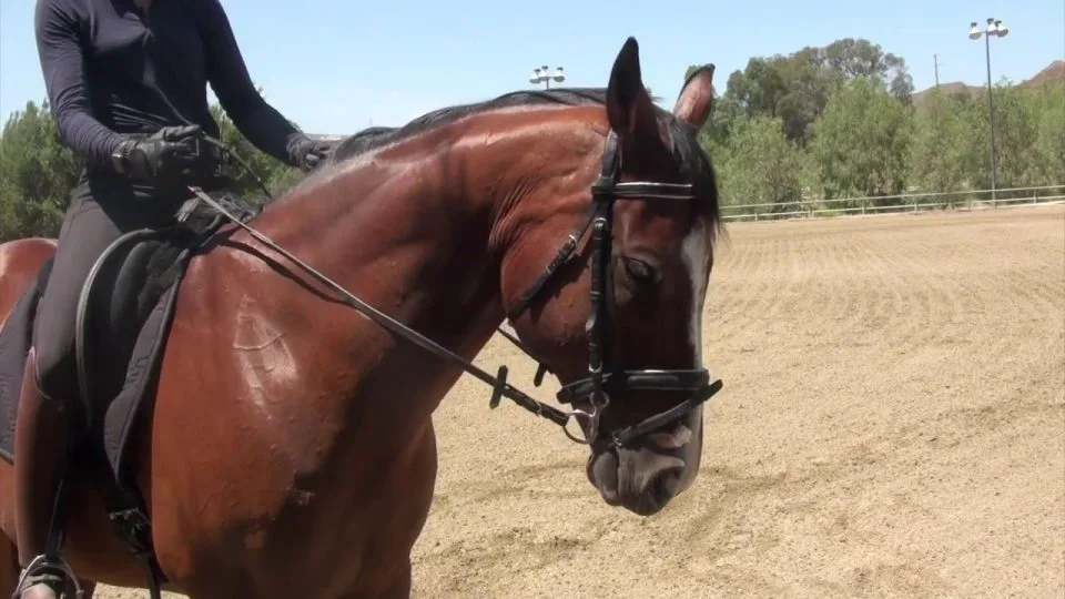 The Three-Second Solution — Putting Your Horse On the Bit