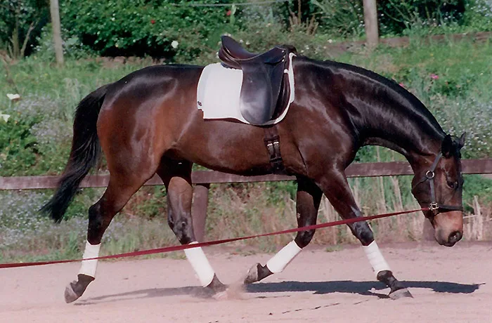 The Three-Second Solution — Putting Your Horse On the Bit