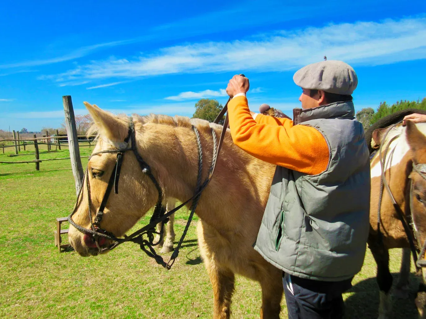 What to Know Before Traveling With Your Horse