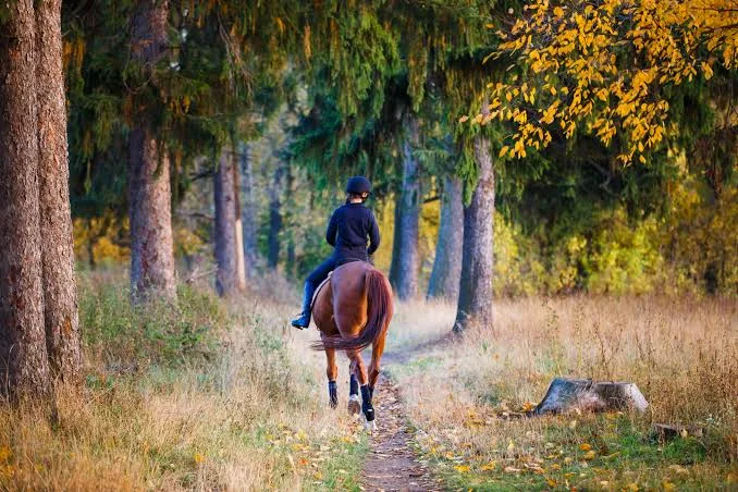 What to Know Before Traveling With Your Horse