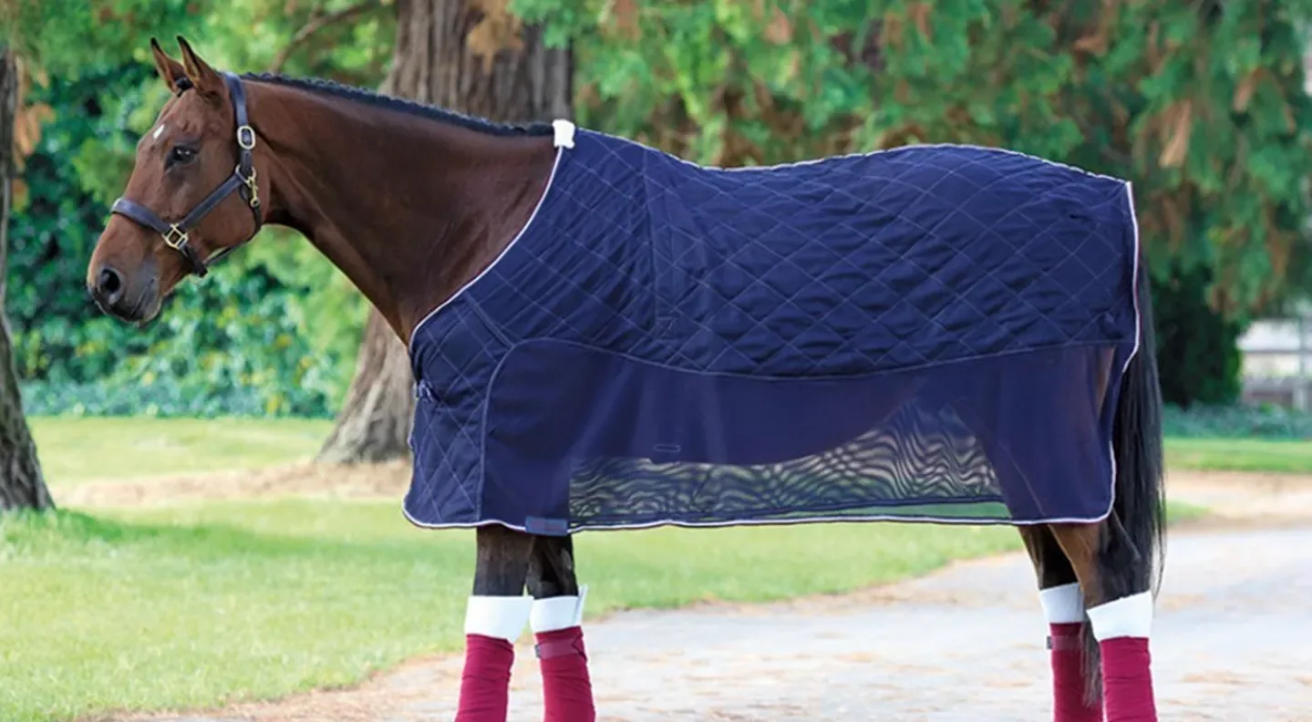What to Know Before Traveling With Your Horse
