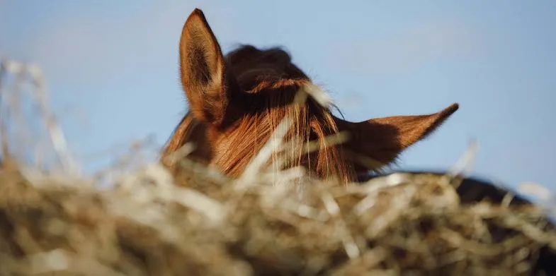When Good Hay Isn't Quite Enough