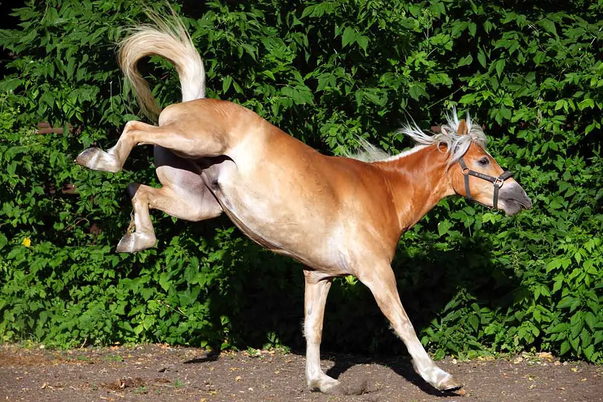 Why Horses Kick Stall Walls and How to Address the Cause