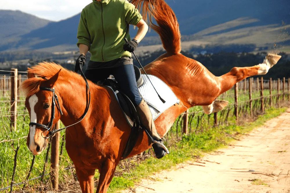 Why Horses Kick Stall Walls and How to Address the Cause