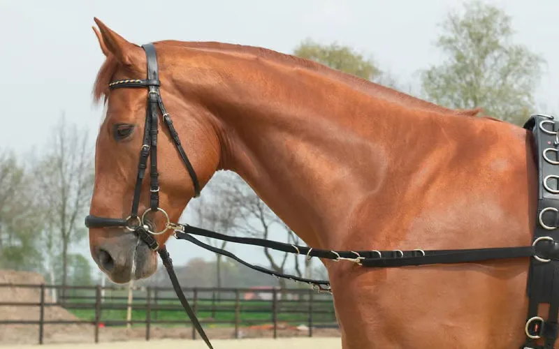 Why Leg Before Rein is Crucial for More Consistent Horse Photography
