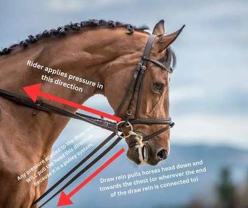 Why Leg Before Rein is Crucial for More Consistent Horse Photography